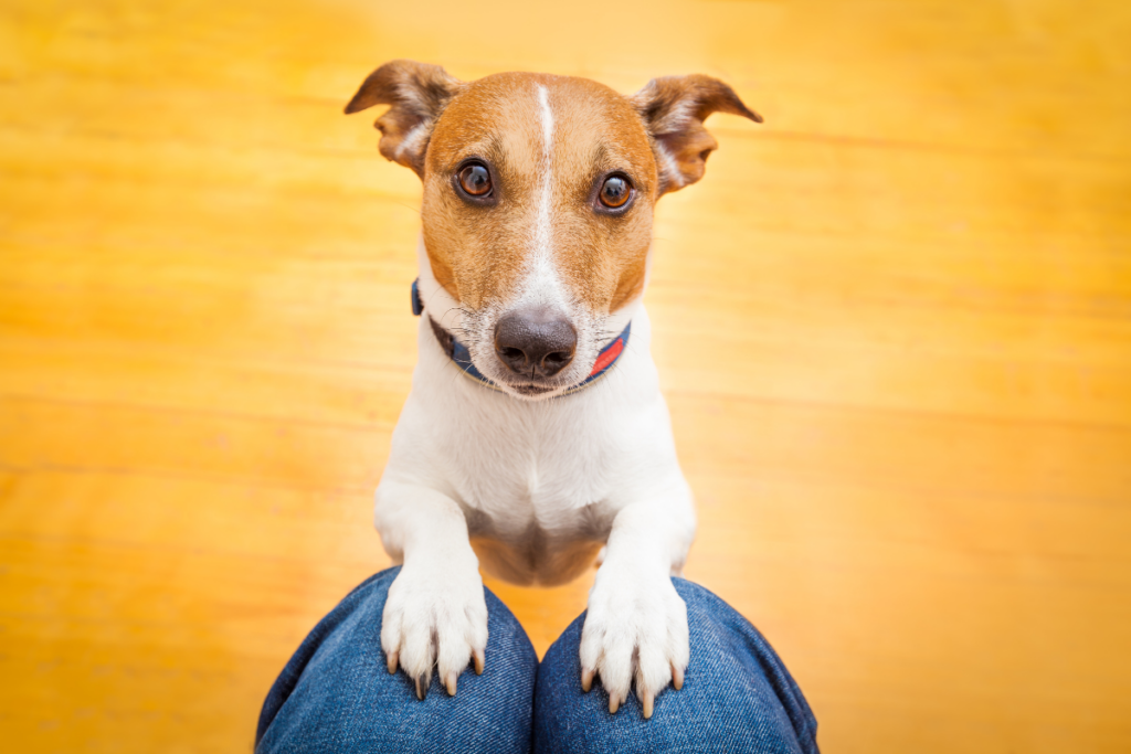 待てのポーズをしている飼い犬(膝に前足)