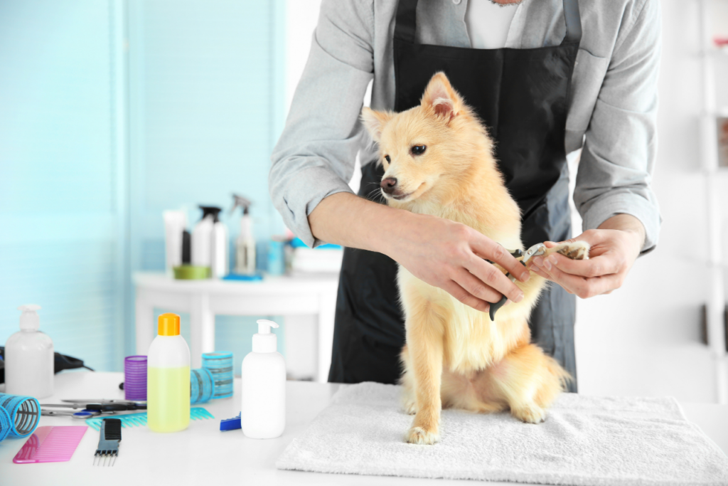 「犬を飼う資格」とは？ドッグサロンとの付き合い方をドッグサロンオーナーが解説