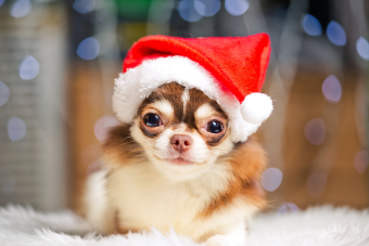 【プログルーマー解説】犬は実は寒がり？寒さに弱い犬種から飼い主がすべき対策、注意点まで徹底解説