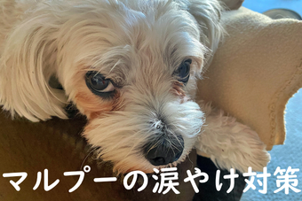 マルプーの涙やけ対策!原因・予防・自宅でのケア方法まで徹底解説