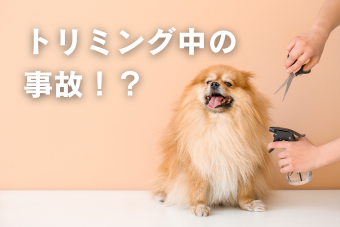 トリミング中の事故について