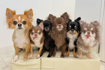 DogsalonNaturamのお客様20260915