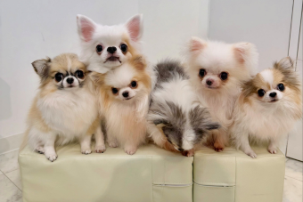 DogsalonNaturamのお客様たち202609