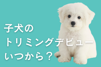 子犬のトリミング、いつから始める?【準備から料金まで徹底解説】